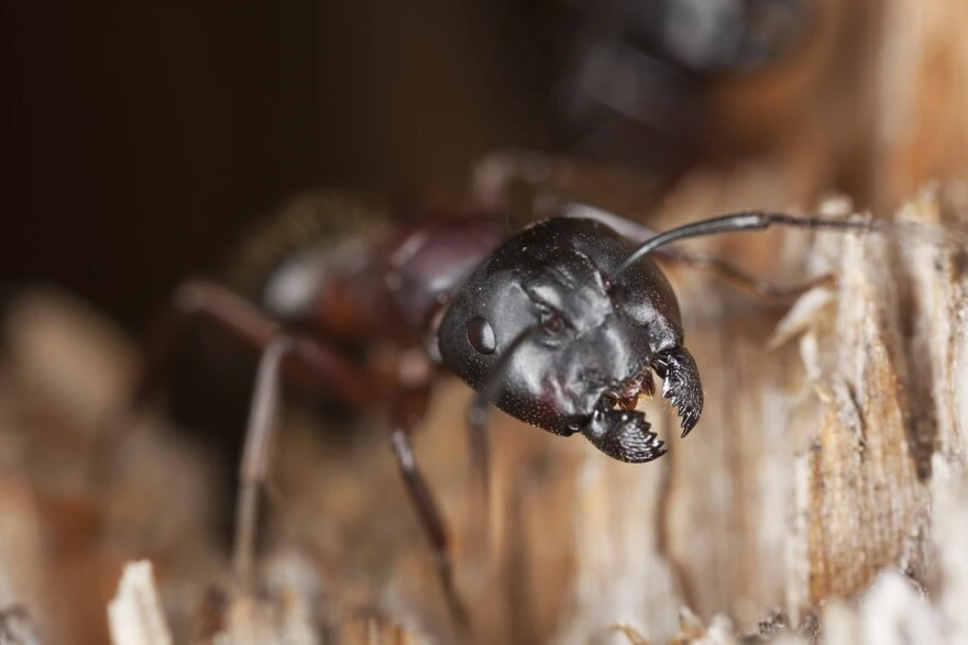 Spring pest season in Southern Utah — ants, termites, and scorpions emerging as temperatures rise